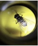 תמונה של זבוב הבית